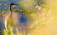 heron