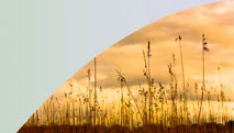 reeds